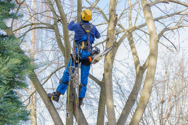 Best Stump Grinding and Removal  in Wellsville, MO