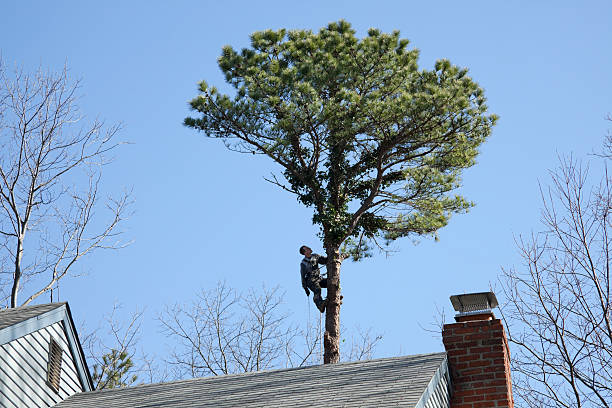 How Our Tree Care Process Works  in  Wellsville, MO