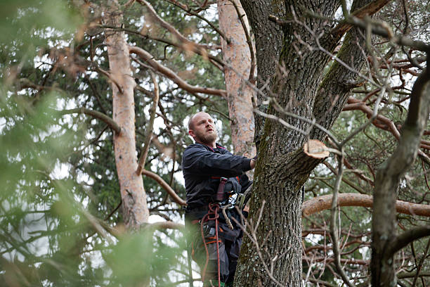 Reliable Wellsville, MO Tree Care Solutions